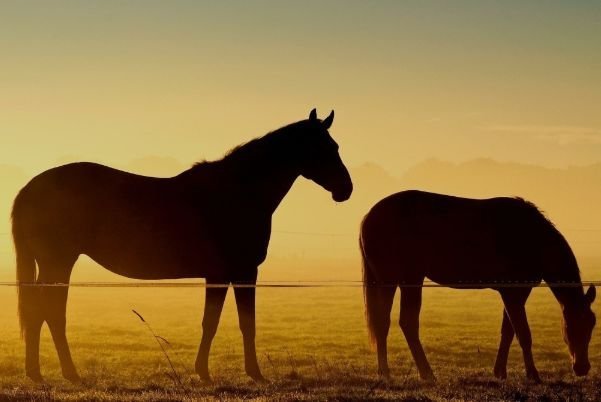 揭秘地动山摇背后的生肖之谜