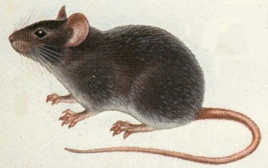 精准解答，了如指掌指的生肖—鼠