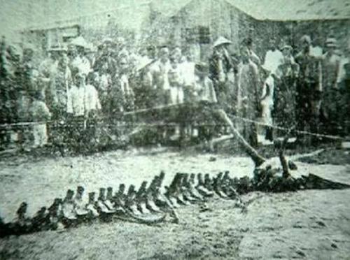 彻心彻骨，生肖之谜的深度解析