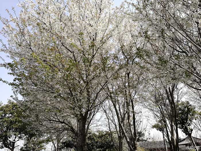 阳春三月好景色是什么生肖:马上为你揭晓落实