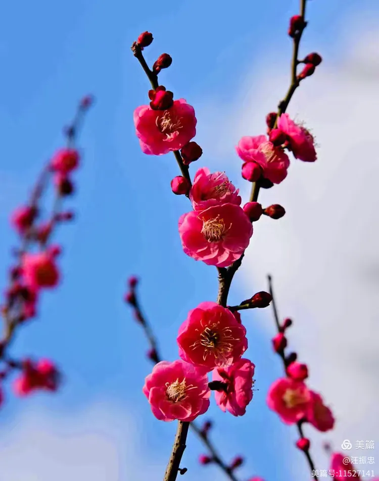 一八梅花二度开指什么生肖、科学解释落实