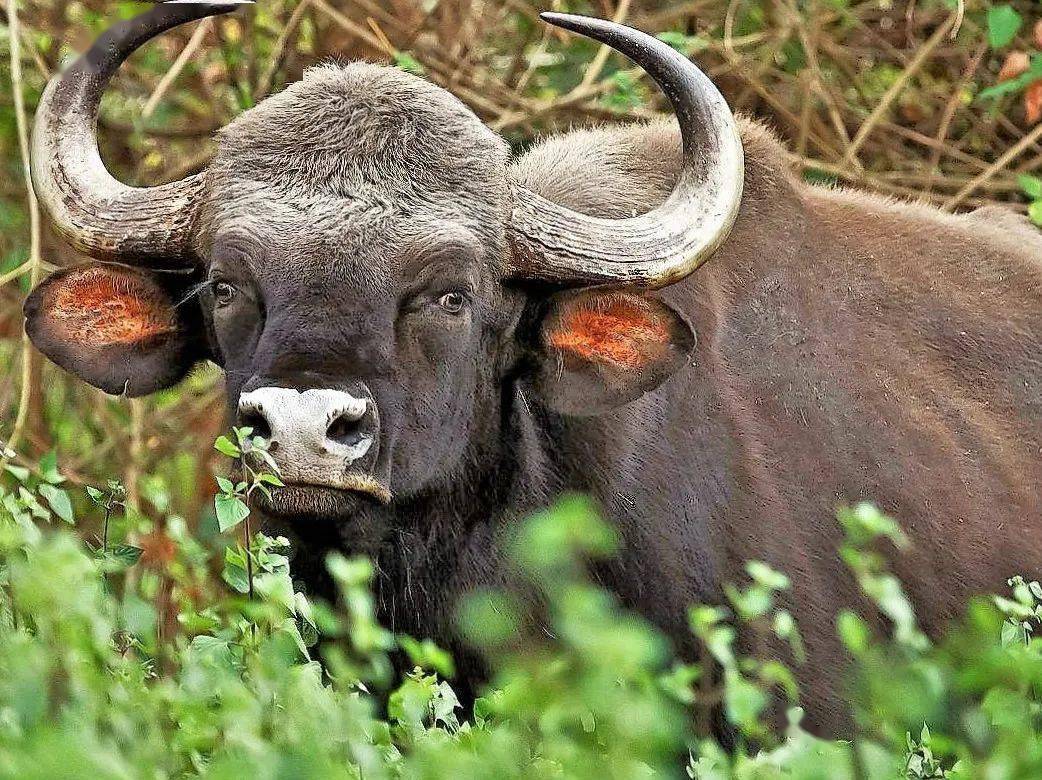 泥牛入海，揭秘背后的生肖寓意