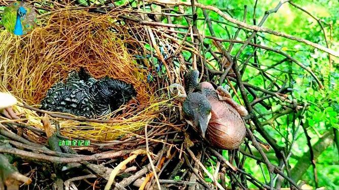 鸦巢生凤，揭秘生肖之谜