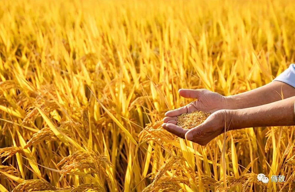 豪言空话是什么生肖:词语解析解答落实