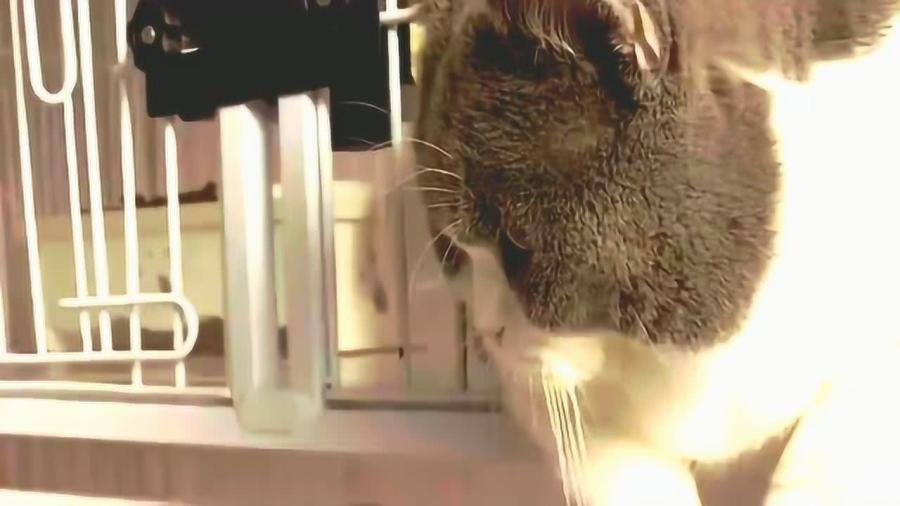 肥头大耳是什么生肖?深度解释落实 肥头大耳是什么生肖?深度解释落实