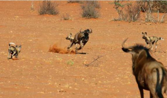 群起攻击，揭秘正确生肖—能人作答，落实详细解释