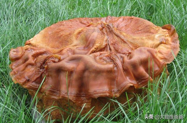 肉山脯林开过什么生肖:答案解释落实