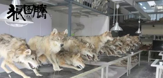 皮开肉绽，揭秘与生肖动物相关的神秘面纱