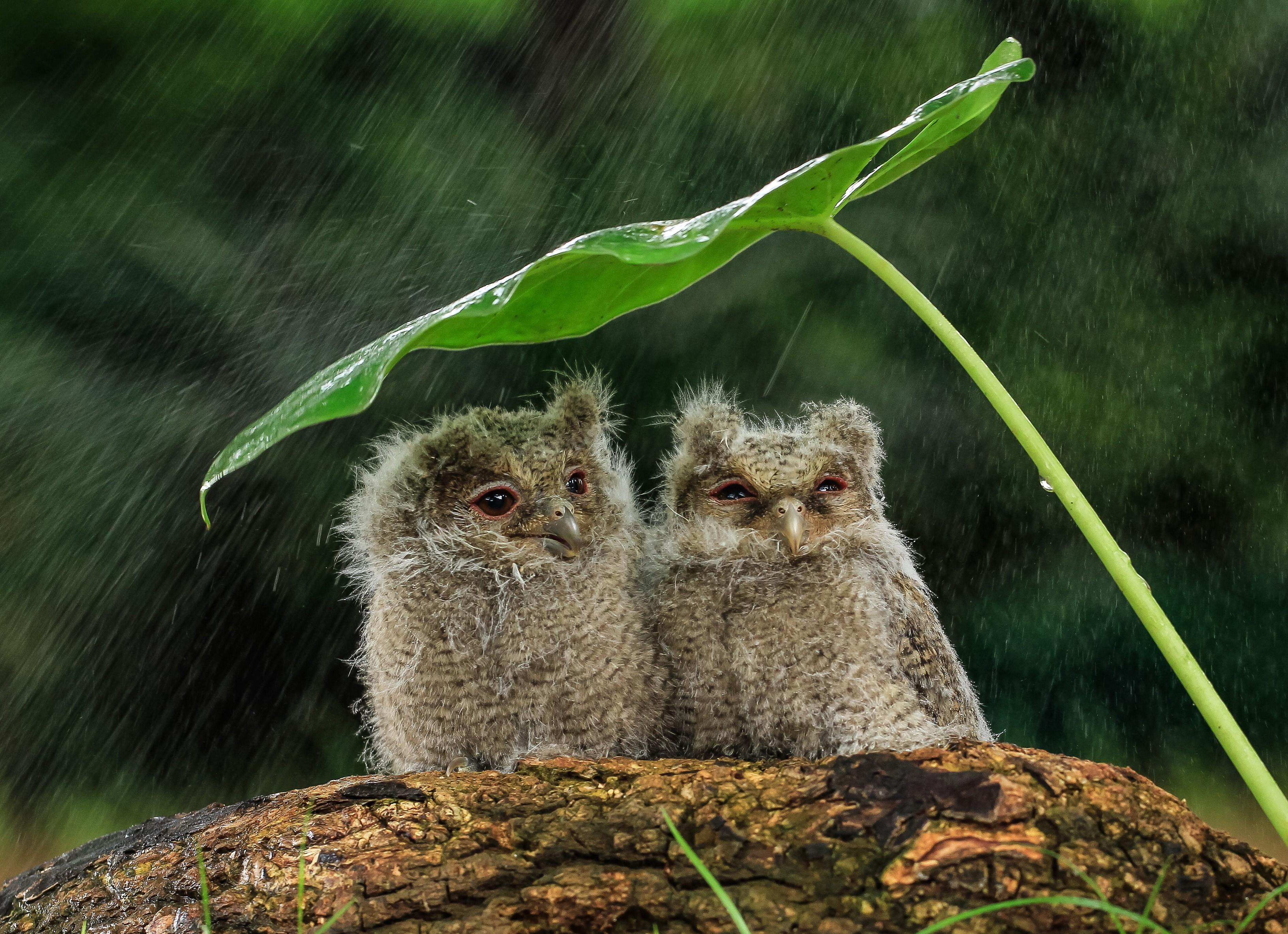 遮风挡雨打一个动物、学习作答落实解释
