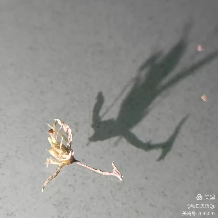 形影不离的奥秘，生肖鼠的神秘解释与文化落实