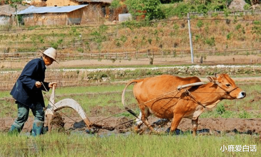 扫田刮地意思打一准确生肖、新型作答落实解释