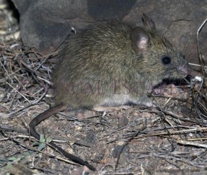 精准解答，了如指掌指的生肖—鼠