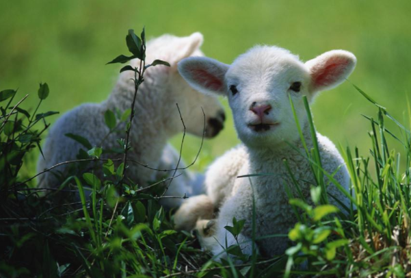 老鼠过街，揭秘生肖之首的智慧与寓意