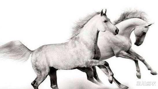 倚马千言打一最佳生肖:最快解答落实