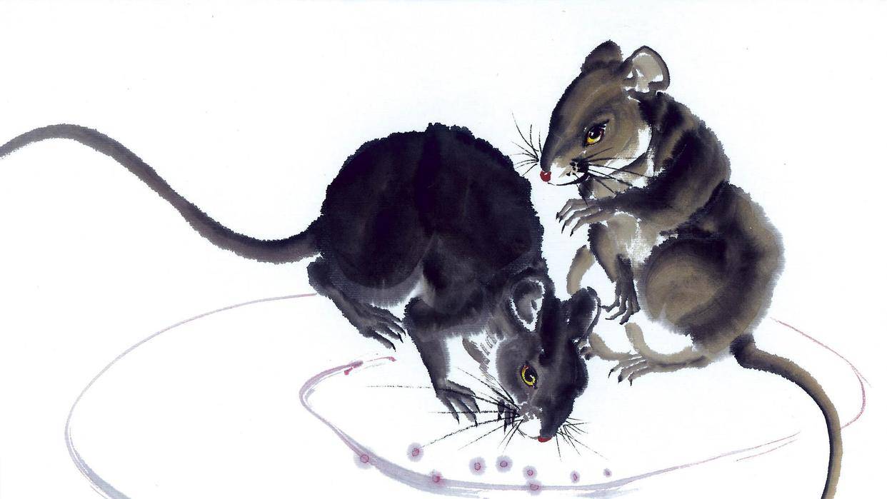 半夜三更的生肖动物之谜，揭秘属鼠的智慧与灵性