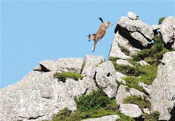 危亡关头下的英勇—以羚羊跃崖为例，探讨无限解释与落实的深刻意义