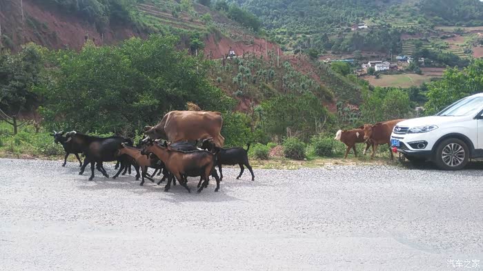 放虎归山是什么生肖、时代解释落实