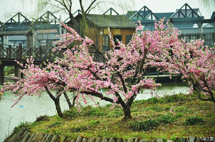 阳春三月好景色是什么生肖:马上为你揭晓落实