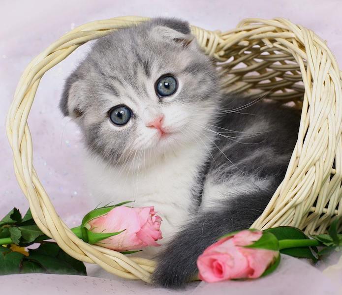 倏来忽往，探寻生肖中的智慧与变化