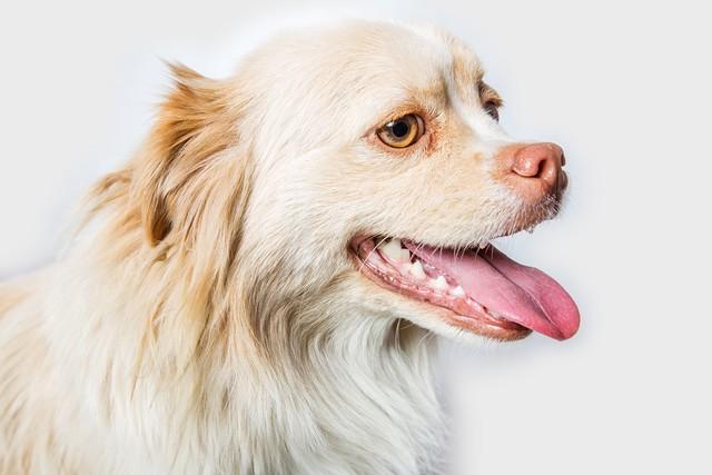 冲锋陷阵的生肖之谜，揭秘属马者的英勇无畏