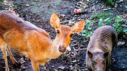 叛敌投国祸社程代表什么动物:精准解答落实