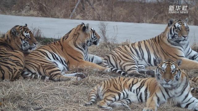 放虎归山是什么生肖、时代解释落实