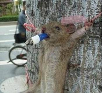 老鼠过街，揭秘生肖之首的智慧与寓意