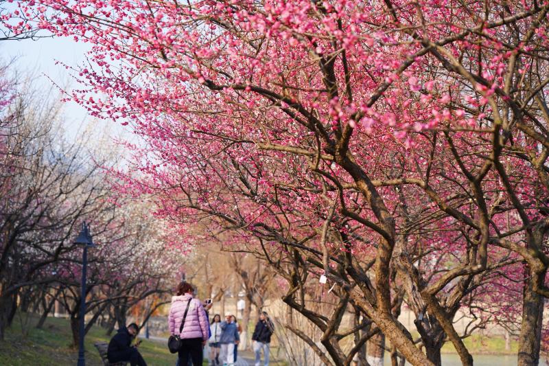 春色红梅香万树，生肖新解与文化传承的深度融合