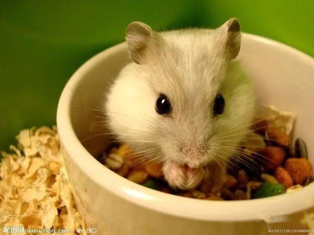 揭秘无本生意背后的生肖玄机—以鼠为鉴，谈智慧与策略