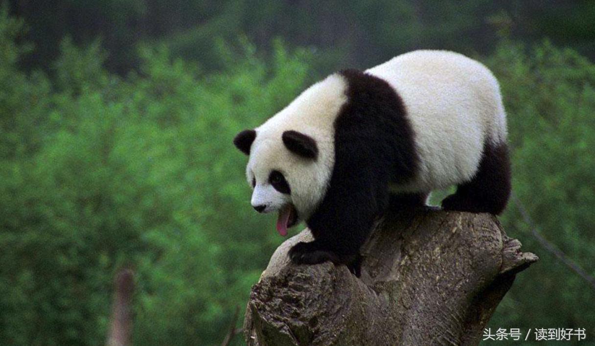 解析有功之臣的动物象征，从文化到现实的深刻解读