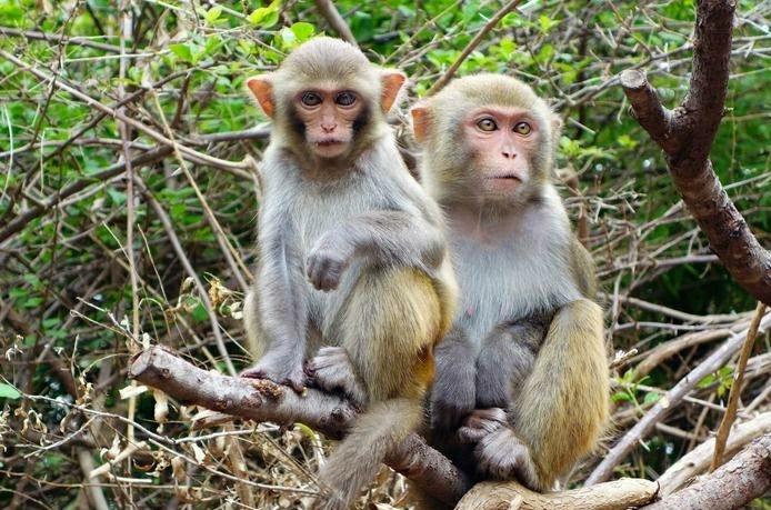 十二生肖中的自得其乐，探寻属猴者的生活哲学