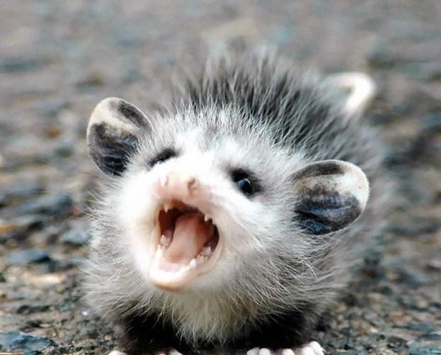 谨慎从事，揭秘生肖中的智者—鼠