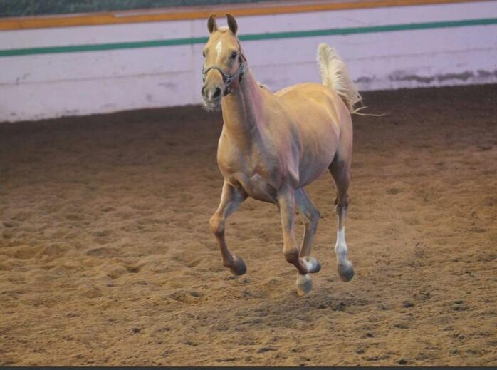 摇首顿足，揭秘这一成语背后的生肖奥秘