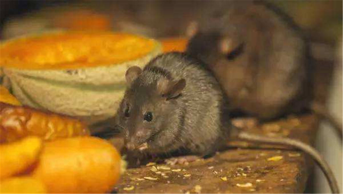 老鼠过街，揭秘生肖之首的智慧与寓意