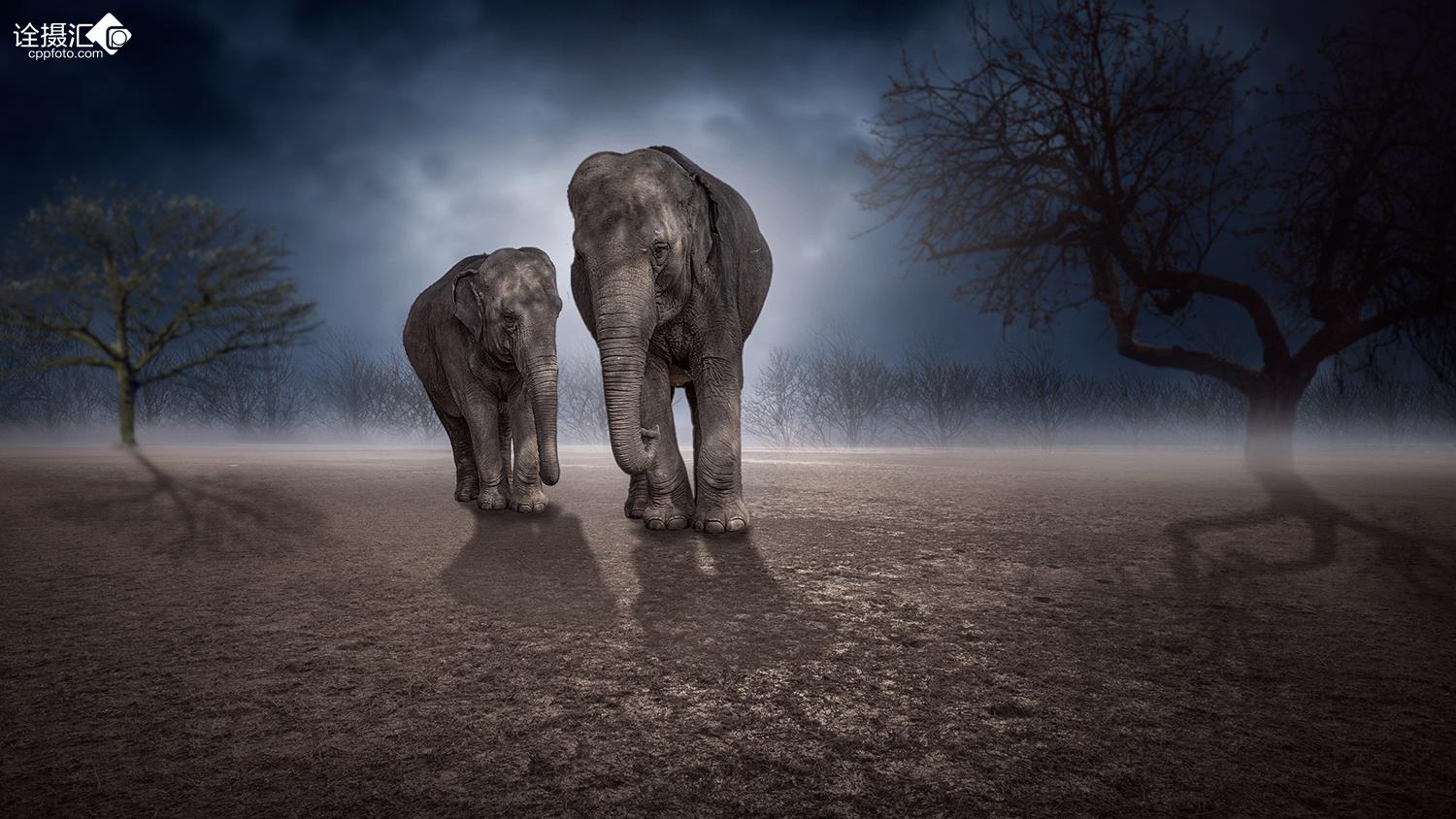 形影不离的奥秘，生肖鼠的神秘解释与文化落实