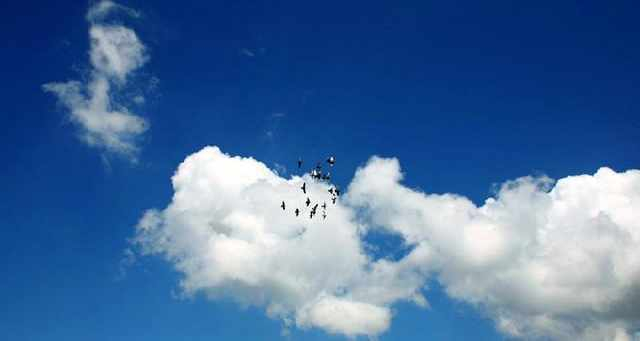 晴空万里映生肖，多样解读话吉祥