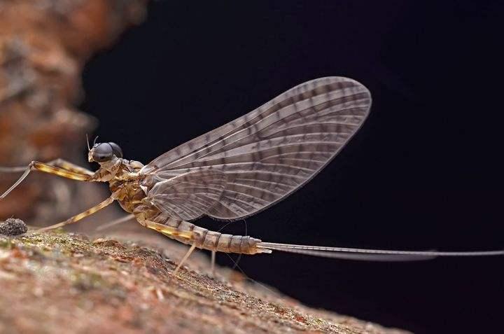 身长体长尾毛长，生肖之谜的经典解释