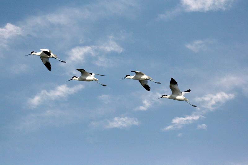 云淡风轻薄日斜是什么生肖、乐观作答落实解释