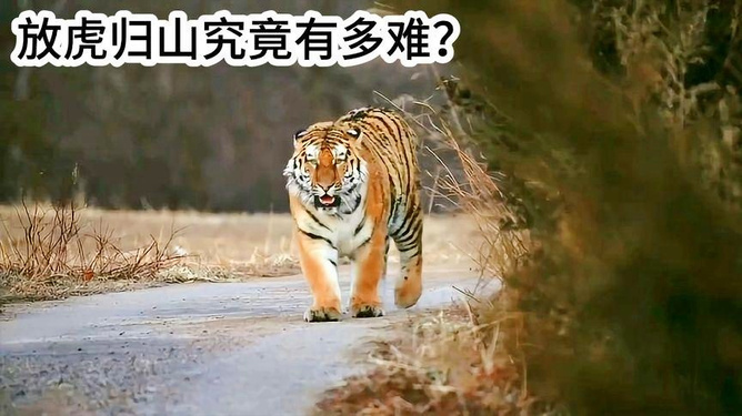 放虎归山是什么生肖、时代解释落实