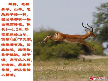 危亡关头下的英勇—以羚羊跃崖为例，探讨无限解释与落实的深刻意义