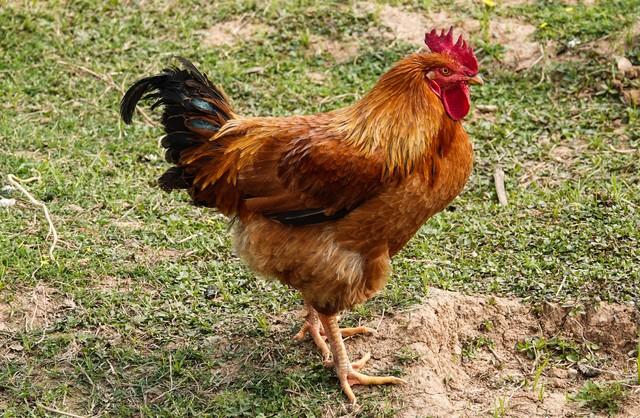 有备无患，生肖中的智者—鼠