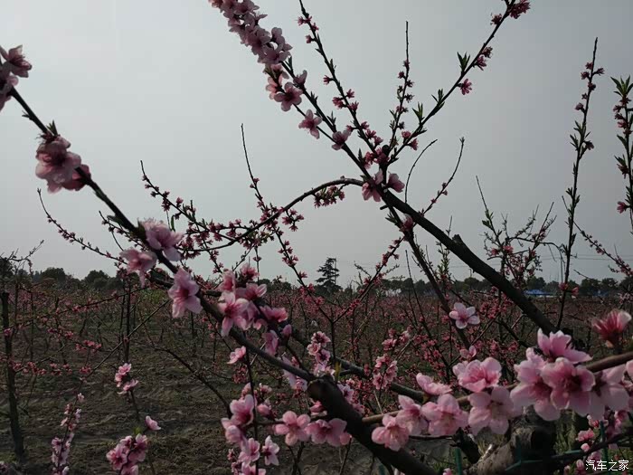 寻花问柳的生肖谜题与新型解释落实