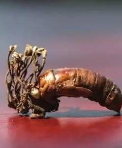 告哀乞怜的意思、怎样落实解释