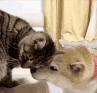 保家卫国的生肖，英勇的生肖—狗