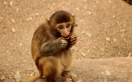 谜底即将揭晓，闭门谢客背后的生肖之谜