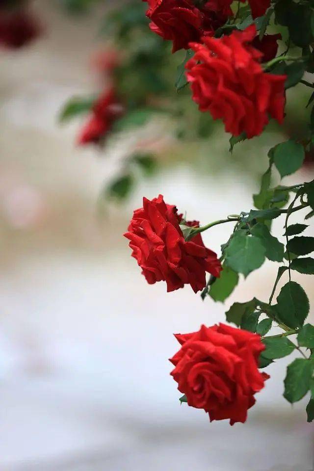 龙行风雨西方来,揭秘生肖之谜与文化寓意 龙行风雨西方来,揭秘生肖之谜与文化寓意