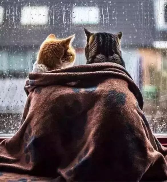 告哀乞怜的意思、怎样落实解释 告哀乞怜的意思、怎样落实解释