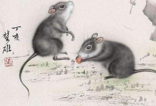 半夜三更的生肖动物之谜，揭秘属鼠的智慧与灵性