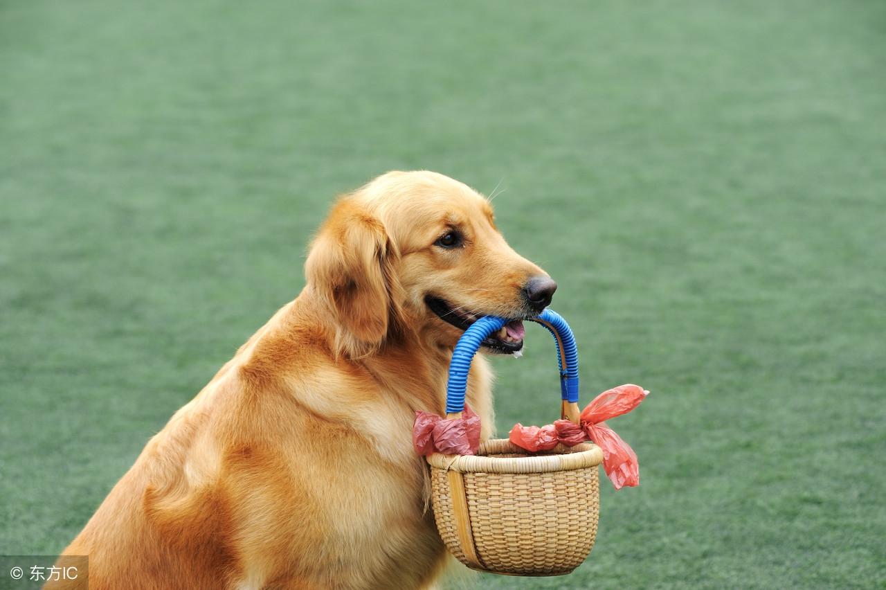 挺身而出是什么生肖、精选解释落实