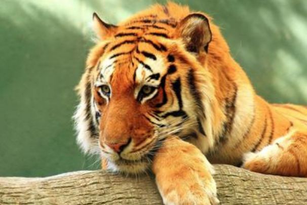 方寸不乱显真章—解密打一准确动物与精选解释落实的智慧